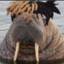 Majestic Walrus