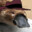 PePe the Platypus