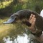 platypus