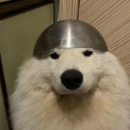 好想变成一只狗啊