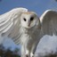 Tyto alba