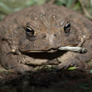 Полковник Мамура