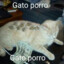 Gato Porro