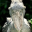 Suspicious Shoebill