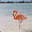Flamingo Supreme