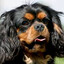 Josef`s Hund