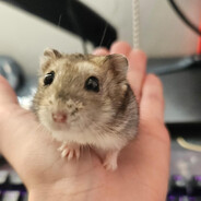 Bigus Dickus Chungus avatar