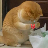 小猫小猫 没有耳朵