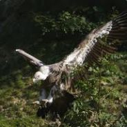 Venum Zepper