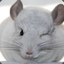 chinchilla dust