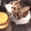 小猫你可以吃芝士汉堡