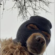 Kcorei