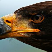 Птичка-Невеличка