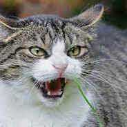 stulejaob skins.army