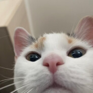 Nargilezz - steam id 76561199256053008