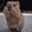 Quokka