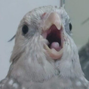 Cacatua Maligna