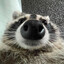 Ludde