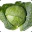 Cabbage-_-