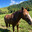 CABALLO TANSU