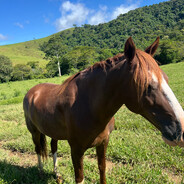 CABALLO TANSU