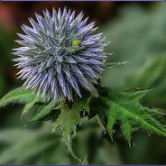 Distel