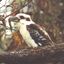 Kookaburra