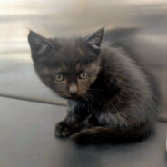 又菜又爱玩的小甜瓜