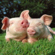 twitch.tv/qsefthuk0 - steam id 76561199127706668