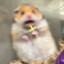 HamsterPapa