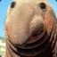 Mr. Seal Yo Girl