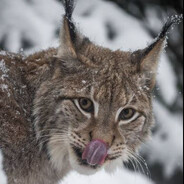 Lynx