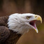 Spirit of the Eagle