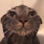 Ilovecats2488