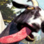 RagingGoats