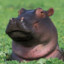 a_sneaky_hippo