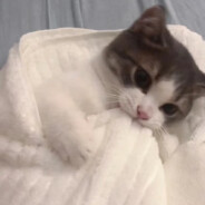 小猫你不可以吃汉堡