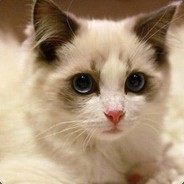 最美不过夕阳红666