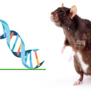 Purebred Rat Genetics