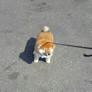 爱吃红烧丸子头的苗老