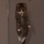 buddy PEEK