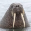 WalrusDown