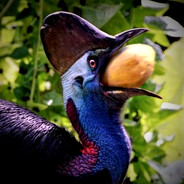 Cassowary27