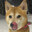 Shibа