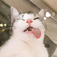 姐姐我不想努力了