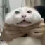 捏猫猫的