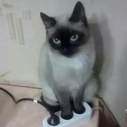 ✾ ✿ ❀ - steam id 76561199776683896