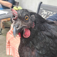 Kurczychlast enjoyer