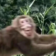 满山猴子我腚最红