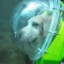 the underwater dog